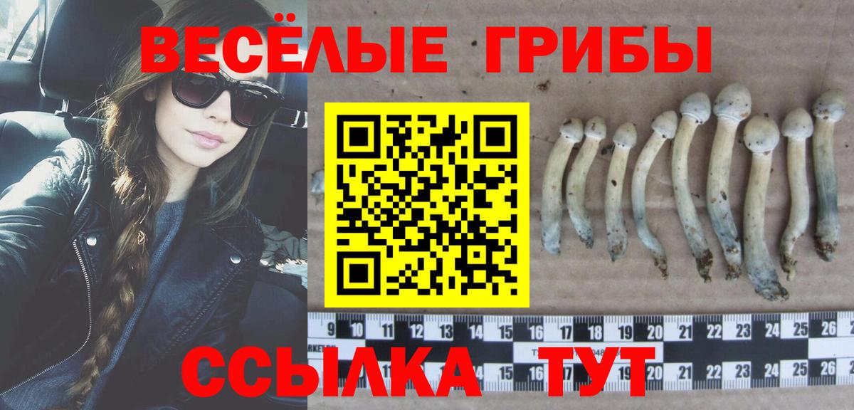 Псилоцибиновые грибы Cubensis Шатура